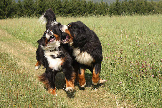 Berner Sennenhund toben