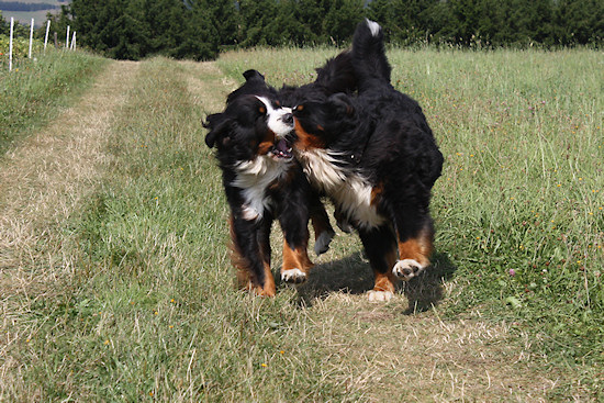 Berner Sennenhund