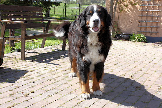 Berner Sennenhund Duncan