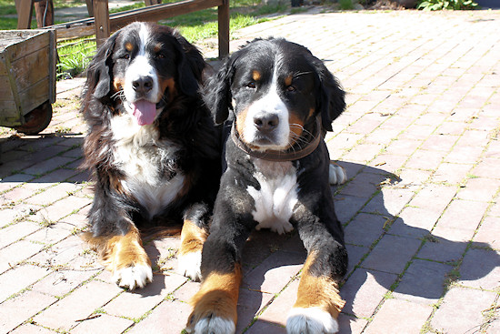 Berner Sennenhund Camillo vom Bernerwald