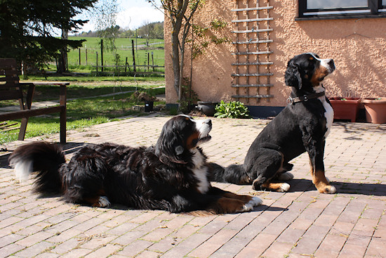 Berner Sennenhund Camillo vom Bernerwald