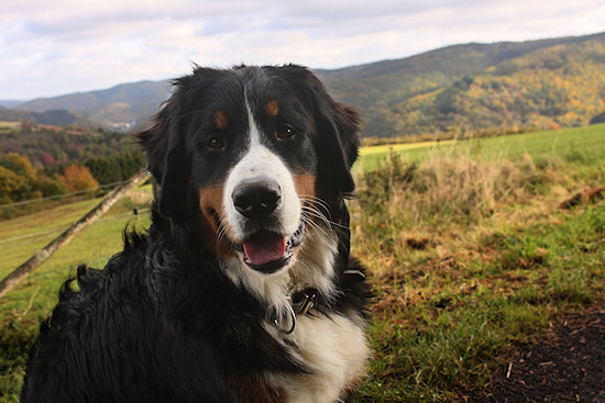 Berner Sennenhund Duncan vom Bernerwald