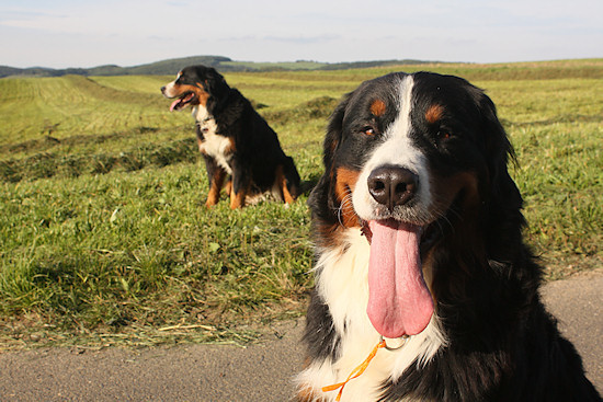 Berner Sennenhund