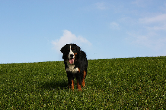 Berner Sennenhund