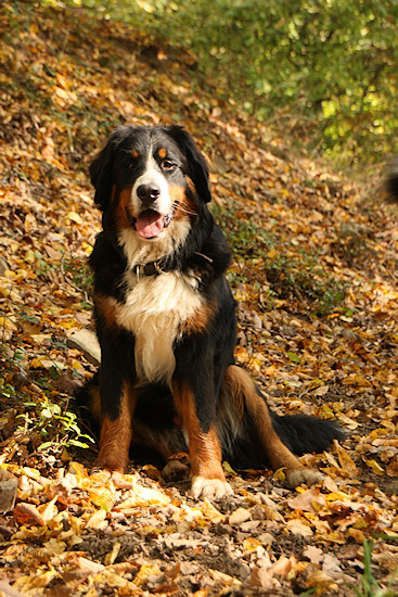 Berner Sennenhund Duncan