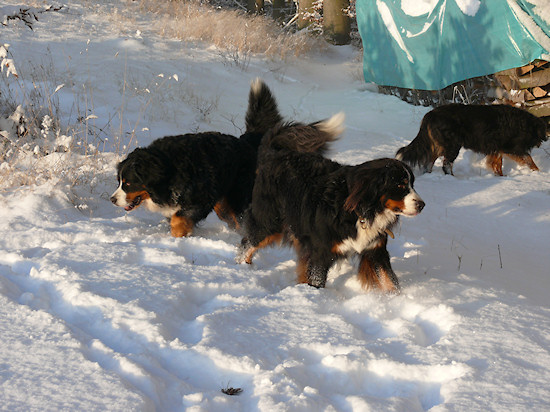 Berner Sennenhund Duncan vom Bernerwald