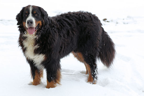 Berner Sennenhund Duncan