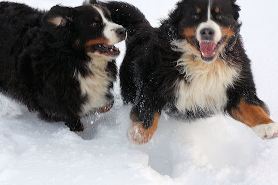 Berner Sennenhund Camillo vom Bernerwald