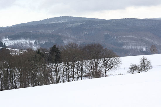 Berner Sennenhund Camillo vom Bernerwald