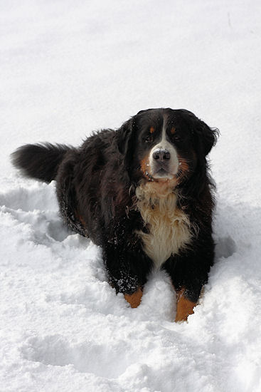 Berner Sennenhund toben