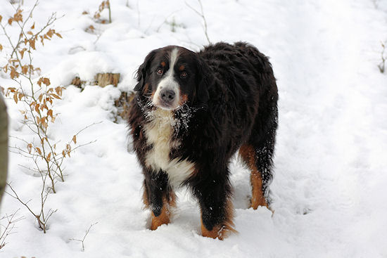 Berner Sennenhund