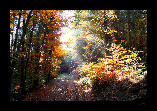 Herbstlicher Waldweg