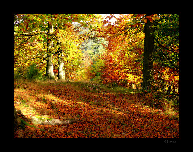 Herbstlicher Waldweg