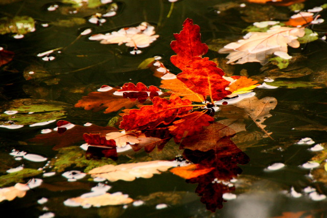 Herbstliches Eichenblatt im See