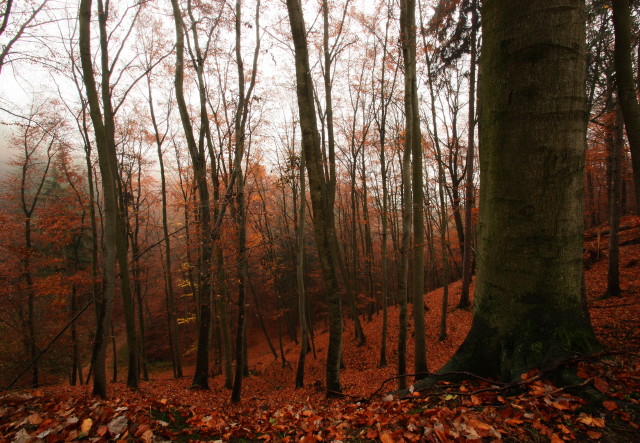 Novemberwald
