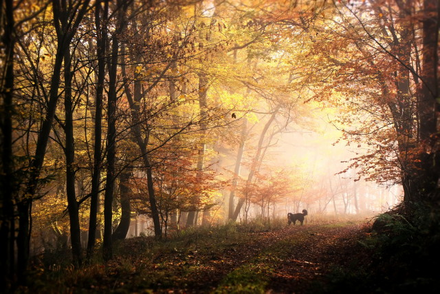 Waldweg mit Berner Sennenhund