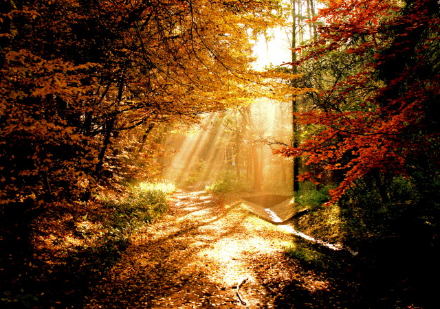 Sonnenstrahlen im Herbstwald