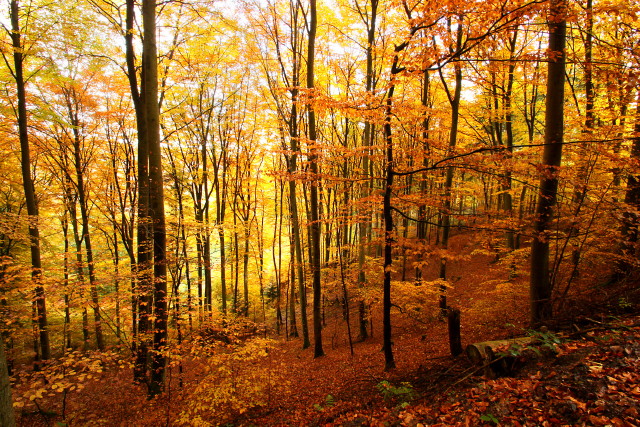 Herbstwald