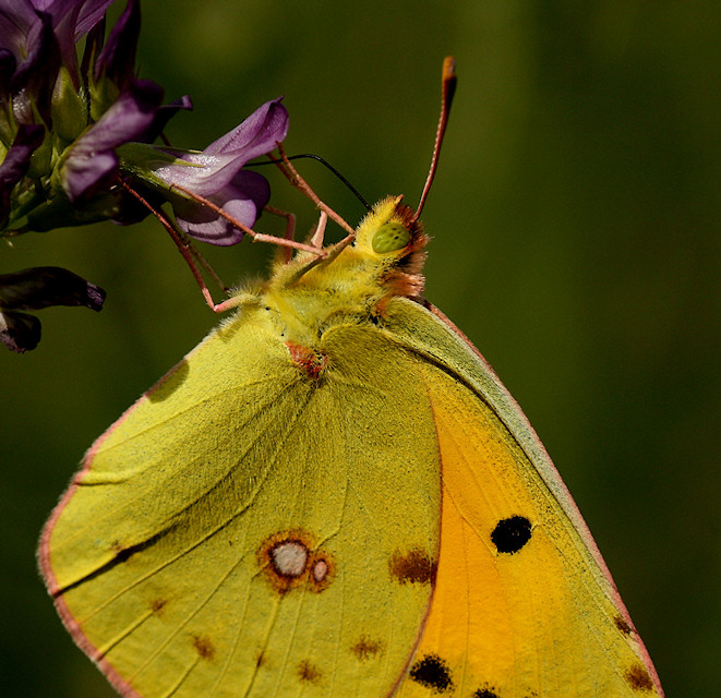 Hufeisenklee-Gelbling