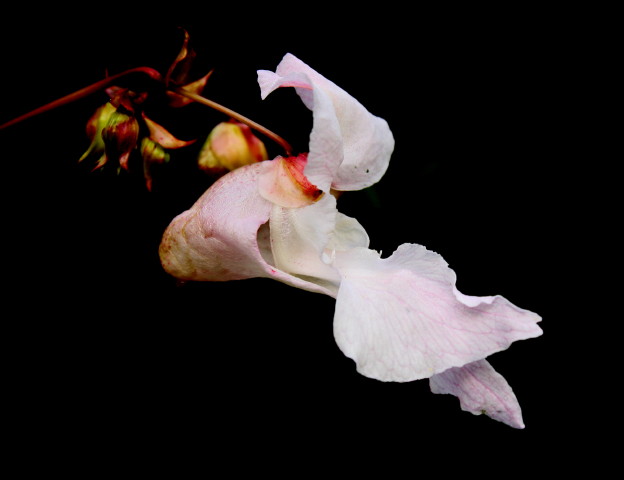 Dr�siges Springkraut