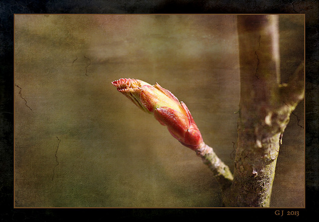 Knospe Duftschneeball