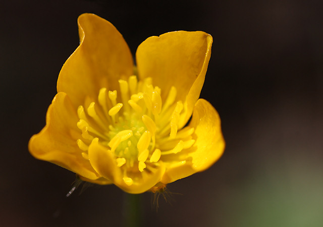 Scharfer Hahnenfu�