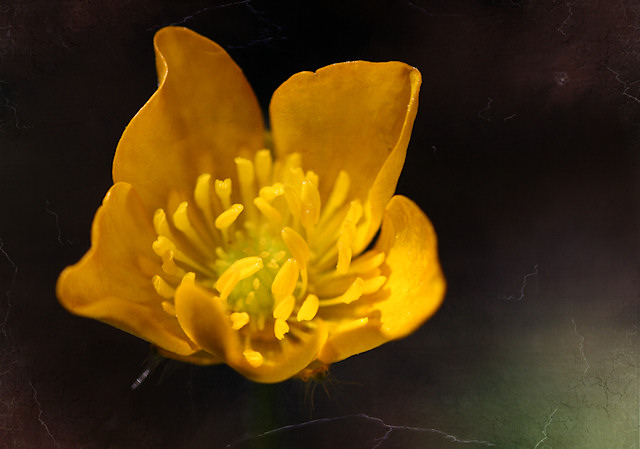 Scharfer Hahnenfu�