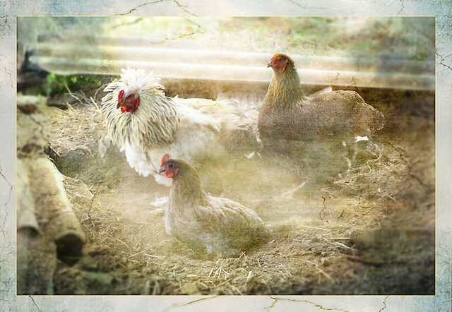 Riesenbrahma-Hahn mit Hennen