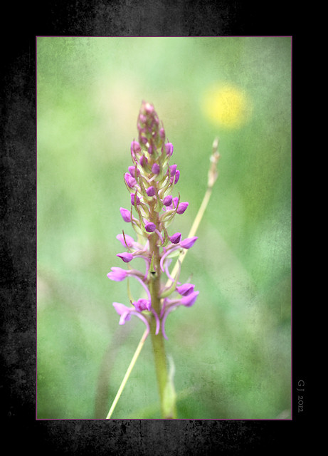 M�cken-H�ndelwurz