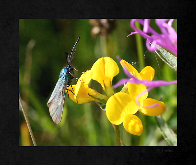 Hornklee mit Gr�nwidderchen