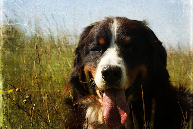 Berner Sennenhund