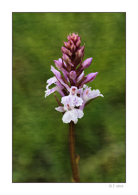 geflecktes Knabenkraut