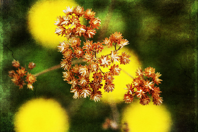 Reste mit Löwenzahn