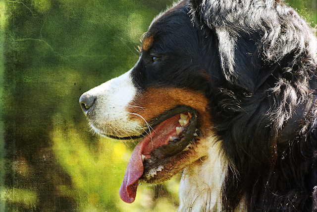 Berner Sennenhund