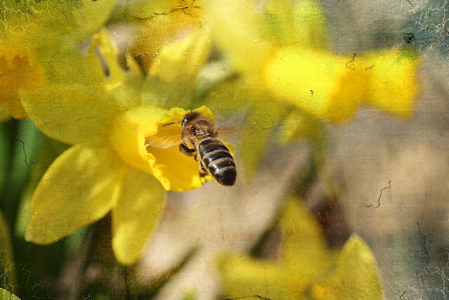 Honigbiene mit Narzisse