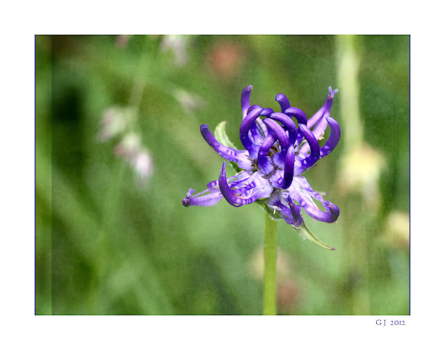 Kugelige Teufelskralle