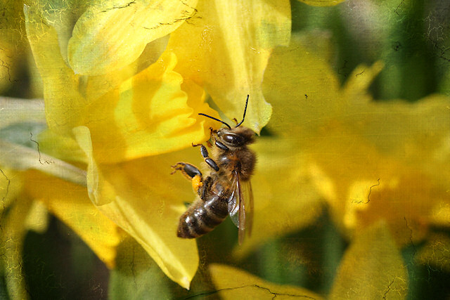Honigbiene mit Narzisse