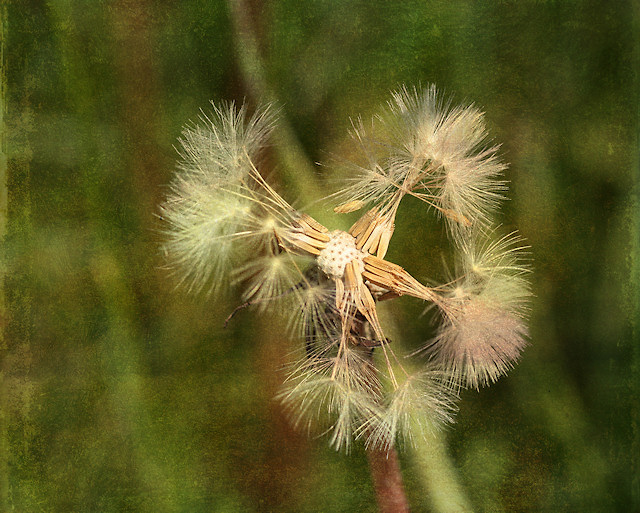 Pusteblume