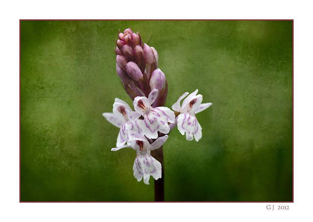 Geflecktes Knabenkraut