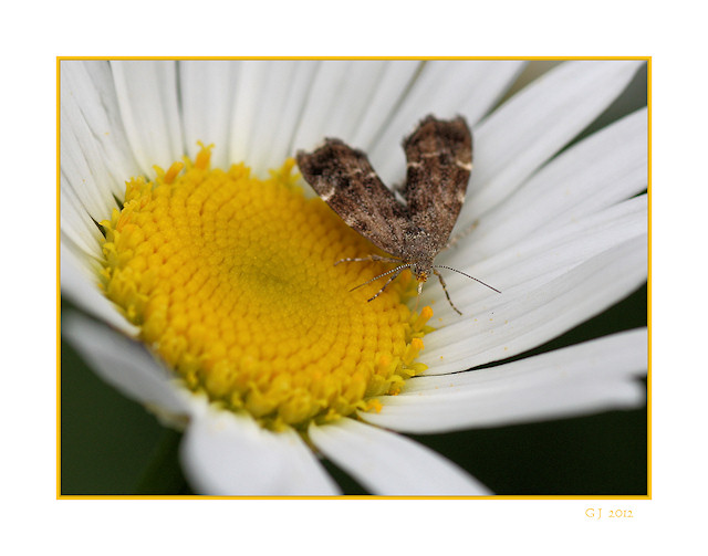 Margerite mit Besuch