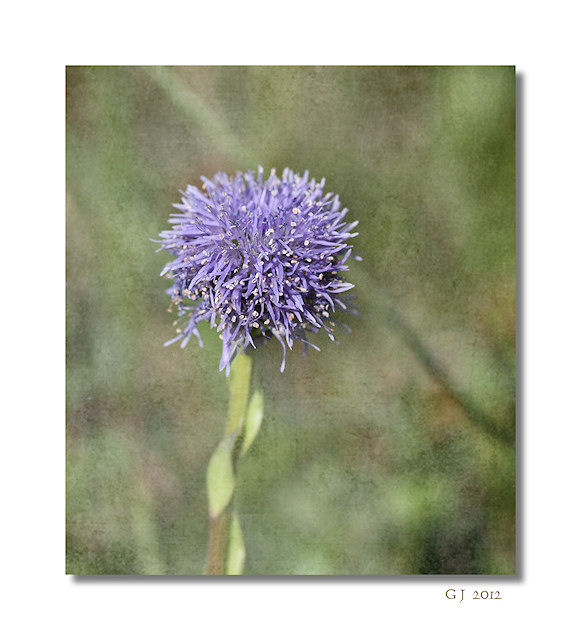 Nacktstängelige Kugelblume