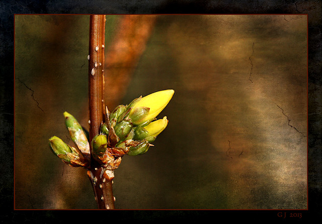 Bl�tenknospe Forsythie