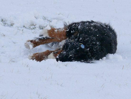 Berner Sennenhund Domino w�lzt sich im Schnee
