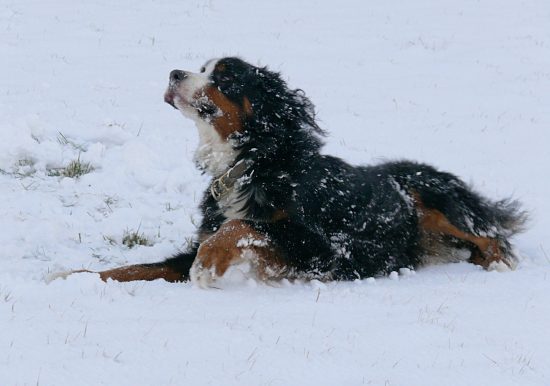 Berner Sennenhund Domino w�lzt sich im Schnee