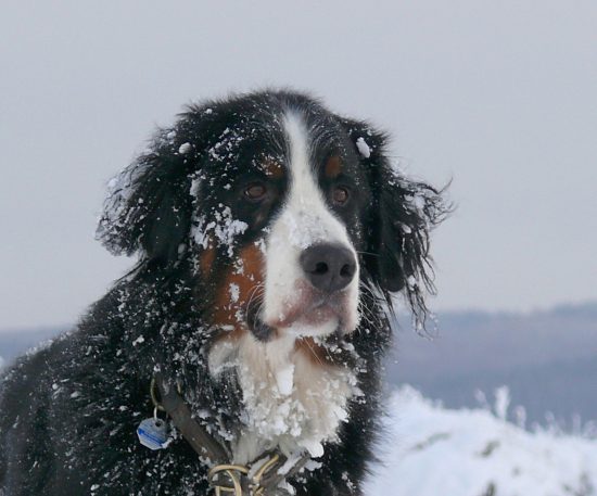 Berner Sennenhund Domino