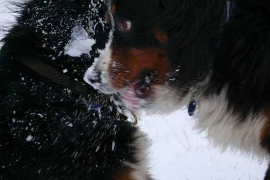 Berner Sennenhunde