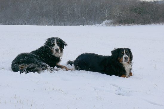 Berner Sennenhunde Domino und Ginja
