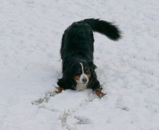 Berner Sennenh�ndin Ginja