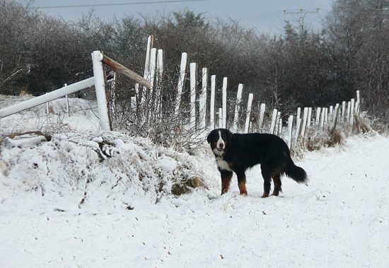 Berner Sennenhund Domino im Schnee