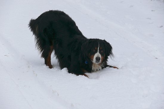 Berner Sennenh�ndin Ginja